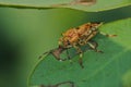 Macro photographs of glassy - winged sharpshooter