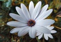 Macro photography of african daisy Osteospermum