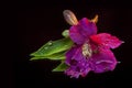 Macro photography of a amazing wet bud of pink alstroemeria, lying on the mirror