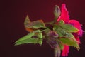 Macro photography of a amazing wet bud of pink alstroemeria, lying on the mirror, using red backlighting