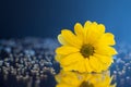 Macro photography of amazing yellow chrysanthemum standing on a mirror among rhinestones