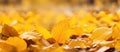 Macro photography of ambercolored deciduous leaves on the forest floor