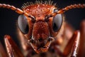 Macro photography of an ant