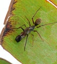 Macro Photo of Ant Mimic Jumping Spider on Back of Banana Leaf Royalty Free Stock Photo