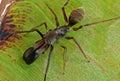 Macro Photo of Ant Mimic Jumping Spider on Back of Banana Leaf Royalty Free Stock Photo