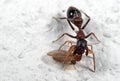 Macro Photo of Ant Mimic Jumping Spider Biting on Prey on White Royalty Free Stock Photo