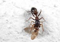 Macro Photo of Ant Mimic Jumping Spider Biting on Prey on White Floor Royalty Free Stock Photo