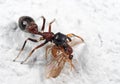 Macro Photo of Ant-Mimic Jumping Spider Eating Prey on White Flo Royalty Free Stock Photo