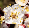 Details apricot flower in the sun light