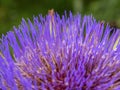 Macro photography of an artichoke flower from the side