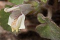 Macro photography of an Asarina procumbens