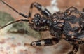 Macro Photo of Assassin Bug on The Floor Royalty Free Stock Photo