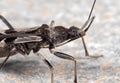 Macro Photo of Assassin Bug on The Floor Royalty Free Stock Photo