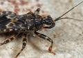 Macro Photo of Assassin Bug on The Floor Royalty Free Stock Photo