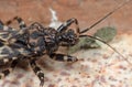 Macro Photo of Assassin Bug on The Floor Royalty Free Stock Photo