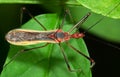 Macro Photo of Assassin Bug on Green Leaf Royalty Free Stock Photo