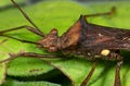 Macro Photo of Assassin Bug Green Leaf Royalty Free Stock Photo