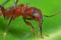 Macro Photo of Assassin Bug on Green Leaf Royalty Free Stock Photo