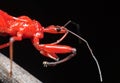 Macro Photo of Assassin Bug on Twig Isolated on Black Background Royalty Free Stock Photo