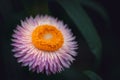 Aster Tongolensis