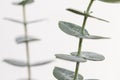 Macro photography of baby eucalyptus foliage against white wall