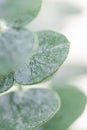 Macro photography of baby eucalyptus foliage against white wall.