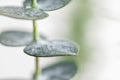 Macro photography of baby eucalyptus foliage