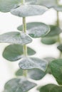 Macro photography of baby eucalyptus foliage