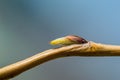 Macro photography of Babylon willow bud in spring time