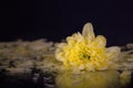 Macro photography of a beautiful bud yellow chrysanthemum, on the background of petals lying on the wet mirror Royalty Free Stock Photo