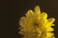 Macro photography of a beautiful bud yellow chrysanthemum, lying on the wet mirror Royalty Free Stock Photo