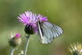 Macro photography of a butterfly -Aporia crataegi