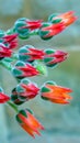 Macro photography of beautiful echeveria flowers