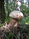 Macro photography of a beautiful edible mushroom in green grass and on a vague forest background