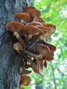 Macro photography of beautiful mushrooms on the bark of a wild forest tree with a Sunny green vague forest background