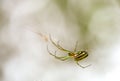 Beautiful orchad garden spider in his web Royalty Free Stock Photo