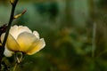 Macro photography of beautiful yellow rose flower and rose branch with dew drops in the garden. nature and morning concept Royalty Free Stock Photo