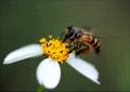Fotografía de miel de abeja 