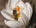 Macro photography of a bee on a crocus Royalty Free Stock Photo