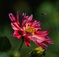 Fotografia da ape galleggiante sul rosa fiore 