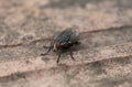 Macro photography of a big black fly with red eyes over a brick ground. Royalty Free Stock Photo