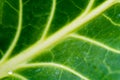 Macro photography of big fresh green leaf Royalty Free Stock Photo