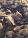 Macro photography of big ice or Snow crystals in a bright winter day Royalty Free Stock Photo