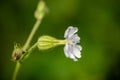 Bindweed flowers in the meadow Royalty Free Stock Photo