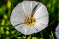 Bindweed flowers in the meadow Royalty Free Stock Photo