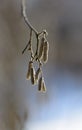 Macro photography of a birch earring in winter