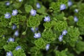 Macro photography of birdeye speedwell, veronica persica, at soft natural light. Blue flower background Royalty Free Stock Photo