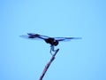 Macro photography of a black dragonfly on a tree branch under the beautiful blue sky Royalty Free Stock Photo