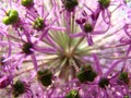 Macro photography of a blooming bud of an onion flower.