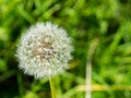 A Macro photography of blooming round Taraxacum is a large genus of flowering plants in the family Asteraceae. Royalty Free Stock Photo